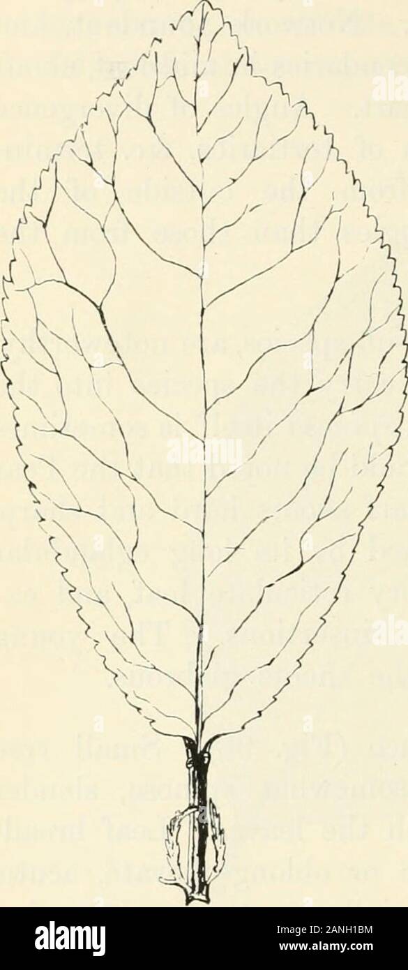 Trees; a handbook of forest-botany for the woodlands and the laboratory . e thorns: it is distinguished by its long eglandularpetioles, more rounded and very reticulate leaf, and ex-tended narrow crescentic leaf-insertions. The youngleaves are also involute and the shoots glabrous. Prunus insititia, L. Bullace (Fig. 98). Small treewith velvety-pubescent, and somewhat spinose, slendershoots; flowering before or with the leaves. Leaf broad-ovate, ovate-lanceolate, elliptic or oblong-obovate, acute,serrate, softly pubescent, especially on the venation be-neath, becoming glabrous above, 4—6 x 2—3 Stock Photo