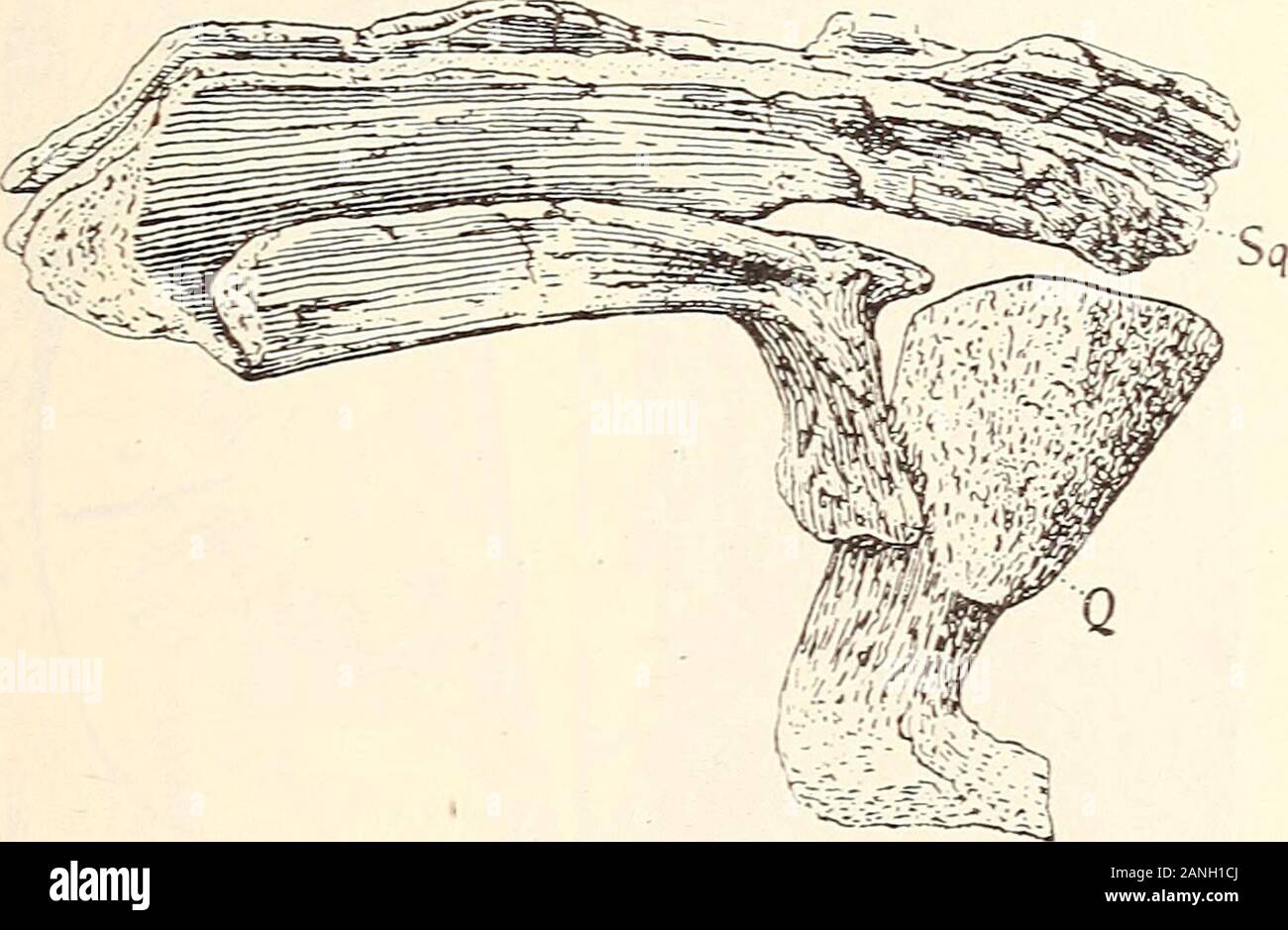 Neues Jahrbuch für Mineralogie, Geologie and Paläontologie . urier),Placodontier, Howesia. Die Rhynchosaurier sind wohl auf die Wurzel der Rhyncho-cephalen zurückzuführen. Ihr besonderes Merkmal ist dieeinzige mediane Nasenöffnung. Auch sie (namentlich Bhyncho-saurus) sind in ihrem Gaumen den primitiven Parasuchiernauffallend ähnlich. Sie kommen, wie auch Hoivesia, aus ge-meinsamer, nicht weit zurückliegender Wurzel. Der Treff- aus der Trias von Elgin, Brachyrhinodon Taylori. 45 pimkt ist dort, wo die Protorosaurier und die Palaeohatteridensich spalten. Brachyrhinodon gehört schon der Nasenöff Stock Photo