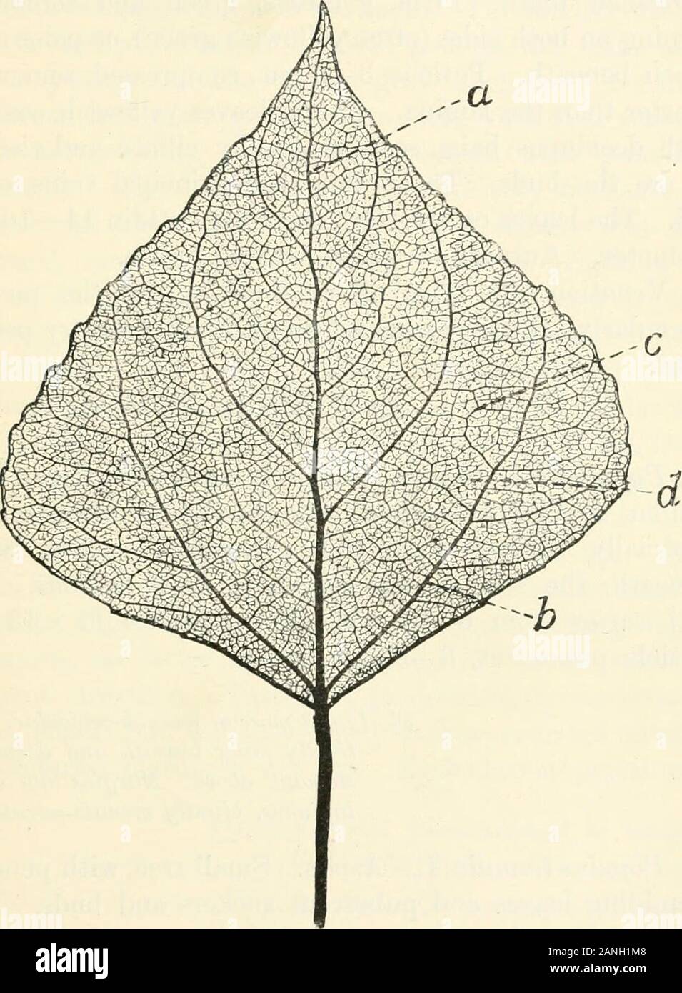 Trees; a handbook of forest-botany for the woodlands and the laboratory . Fig. 95. a Black Poplar, Populus nigra ; b Populus Canadensis, p. 263 (Sc). BLACK POPLAR 263 Populus nigra, L. Black Poplar (Figs. 95 and 96).Large tree, spreading or (var. pyramidalis) fastigiate, withloosely hung foliage. Leaves triangular- or sub-orbicular-. Fig. 96. Black Poplar, Populus nigra. Venation pinnate with pseudo-palmate base. a midrib ; b basal secondary; c tertiaries ; d network ofterminals, &c, p. 263 (Ett). cordate, to deltoid, or broad-ovate, tapering acuminate;often sub-rhomboid and broader than long, Stock Photo