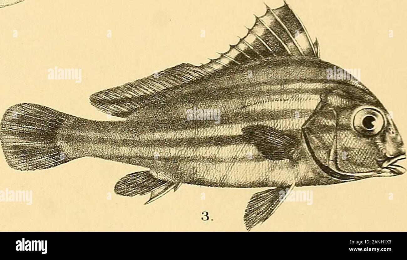 The fishes of India; being a natural history of the fishes known to