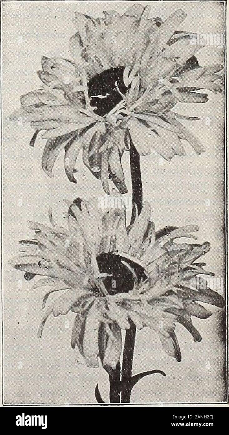 Dreer's 72nd annual edition garden book : 1910 . oducing large flowers on leafless stems 18 inches high during July andAugust. 25 cts. each; .f2.50 per doz. Set of 4 sorts for 75 cts. NE^V SEMI-DOUBEE SHASTAOSTRICH PEUME. DAISY Burbanks Shasta Daisies have become such popular suljjects, not only in the peren-nial border but also as cut flowers, that this new semi-double form, which originatedwith D. W. Leatherraan & Son, is certain to gain as great or even greater popularity. This Ostrich Plume Daisy, as it has very appropriately been named, is a semi-double form with long, glistening, pure wh Stock Photo