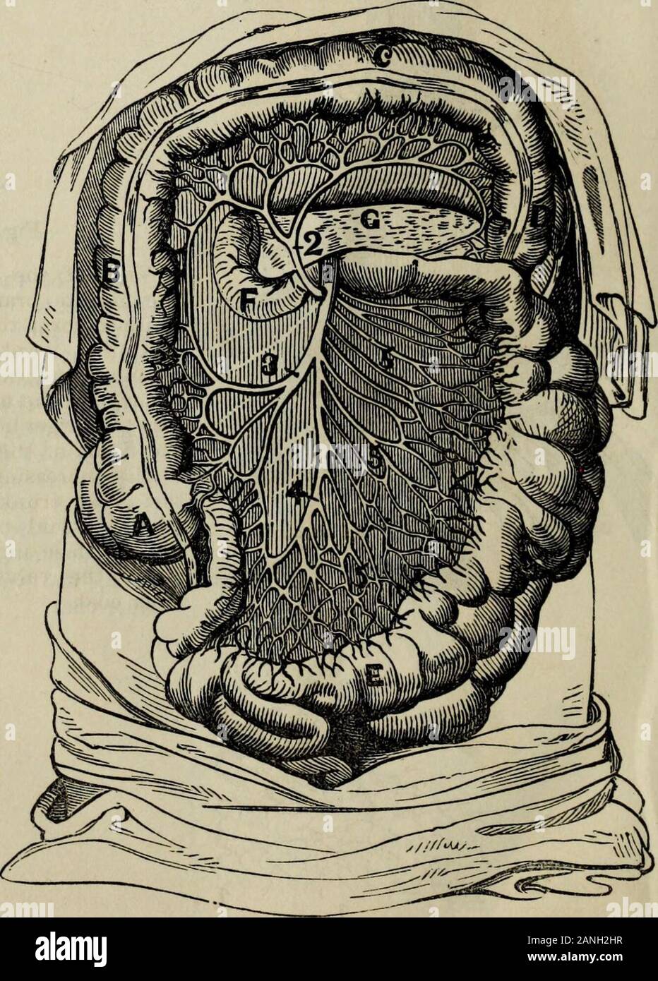 Practical hydropathy, including plans of baths and remarks on diet, clothing and habits of life.. . rouscoat; 2, the middle or fibrouscoat; 3, the external or cellu-lar coat.—Dr. Smith. General Ramifications of the Blood-vessels.—As has been already^observed, the arteries and veins distribute themselves in innumerable ramifica-tions from the heart, through all parts of the body. They spread throughthe muscles, amidwhose fibres theyramify; and pene-trate the verybones, whose structure is filledwith them. Wehave already given,in Fig. 314, ageneral view ofthe&lt; manner inwhich the ar-teries rami Stock Photo