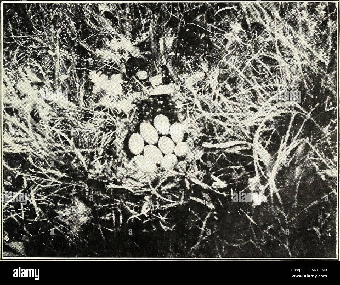 Waterfowl and their food plants in the Sandhill region of Nebraska . Fig. I.—Nest of Coot (Fulica Americana Americana). Photograph taken at Pelican Lake, eastern Cherry County, Nebr., on June 10, 1915.. Fig. 2.—Nest of Pintail (Dafila acuta tzitzihoa). Photograph taken at Dewey Lake, eastern Cherry County, Nebr., on June 5, 1915. WATERFOWL IN NEBRASKA. 29 t KING RAIL. Rallus elegans. This species has bred at Trout Lake and at some of the other bodies of waterin this region, but is apparently rare. VIRGINIA RAIL. Rallus virgimanus. This rail seems to be rare, though known to many inhabitants of Stock Photo
