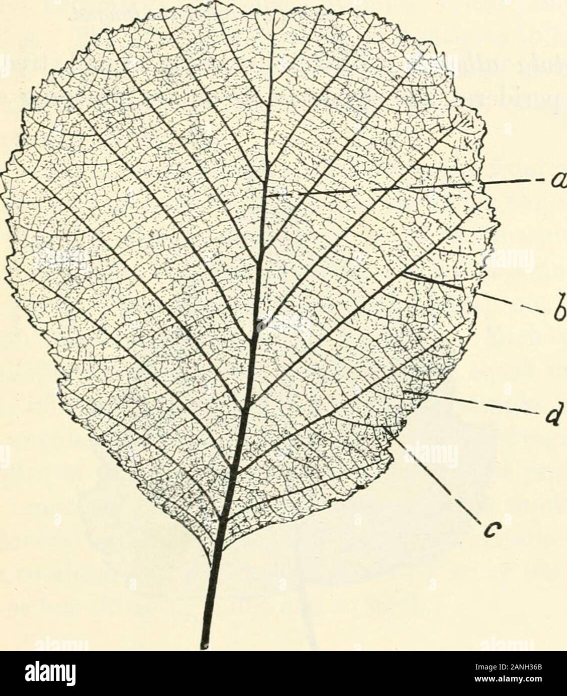 Trees; a handbook of forest-botany for the woodlands and the laboratory . s, the lowerthe shortest. Alnus glutinosa, Gaertn. Alder (Fig. 93). Mediumtree with trigonal shoots, stalked buds, and dark shiningfoliage in ^ spiral. Leaf about 4—9 x 3—7 cm. (4—10 x3—9), rounded, broadly obovate, or nearly obcordate, toorbicular-cuneate, ovate-elliptic or sub-orbicular; obtuse,truncate, or slightly refuse at apex, and with cuneiformbase; irregularly sinuous or slightly lobed and bi-serrateor dentate, or nearly entire below. Glabrous and deepshining green above, and more or less viscous, hardly paler,f Stock Photo