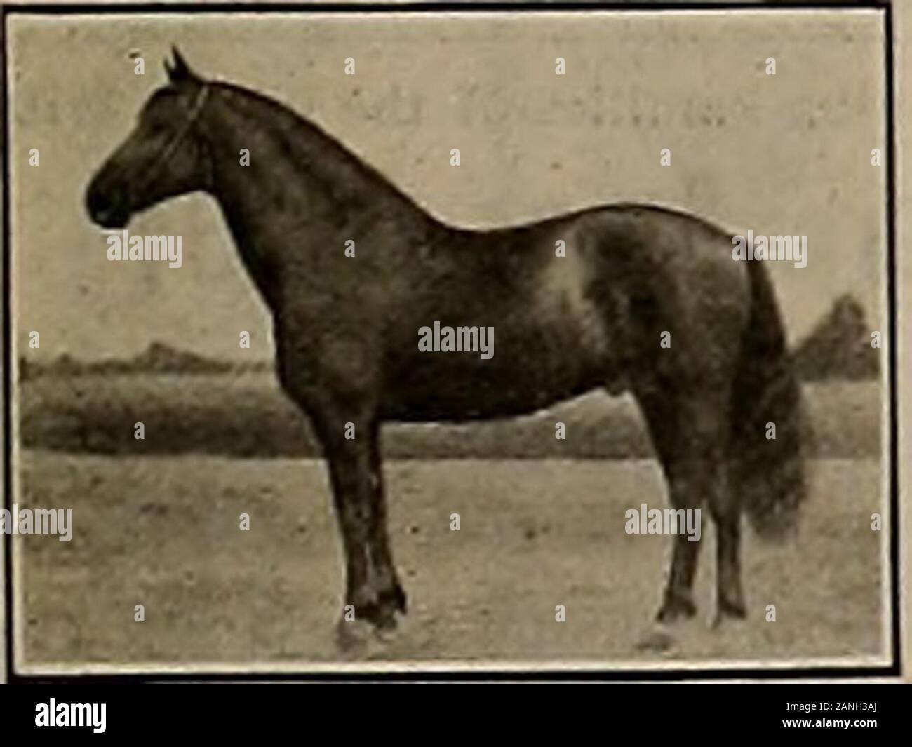 Breeder and sportsman . Bay stallion, stands 15.3 hands, weighs 1150. Siredby Athadon (1) 2:27 (sire of The Donna 2:07%,Athasham 2:09*4, Sue 2:12, Listerine 2:13*4 and 8others in 2:30); dam the great brood mare CoraWickersham (also dam of Nogi (3) 2:17^, (4) 2:10^.winner of 3-year-old trotting division BreedersFuturity 1907 and Occident and Stanford Stakes ofsame year), by Junio 2:22^ (sire of dams of Geo. G.2:05%, etc.). Athasham has a great future beforehim as a sire. He is bred right and made right, andhas every qualification one can expect in a sire. Hehas been timed in 2:06% in a race, an Stock Photo