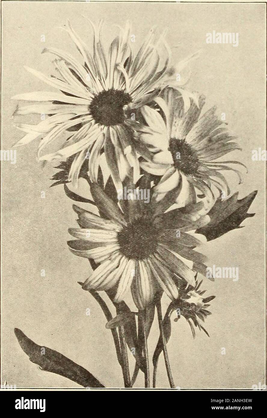 Farquhar's 1910 garden annual . Aster Victoria, No. 1105. Aster Hohenzollern, Ho. 860, RAY. A new type of Aster, with immense flowers, often meas-uring 4 inches in diameter. The petals are long and beauti-fully quilled. If the blooms are cut before they are fullyexpanded tliey will last almost a week in water. 2 feet. 10S5 White ; 1090 Pink ; 1005 Dark Blue ; 1100 Mixed.F.nch of the above colors and mixed. 4- /., 1.00: Pkt., .10 Aster Daybreak, No. 855. VICTORIA, The flowers are of enormous size, very double,with the petals beautifully recurved. For bedding or exhibi-tion, the Victoria is unri Stock Photo