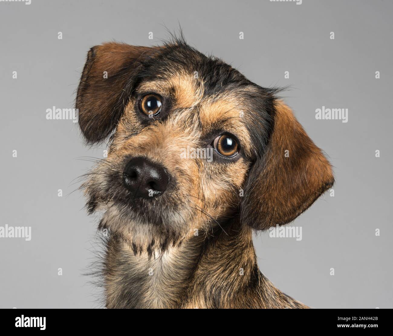 Miniature Dachshund crossed with a Maltese 17 weeks old, UK. Stock Photo