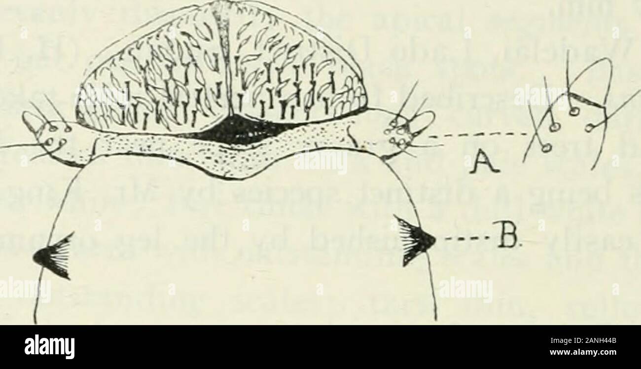 Animal Scales Divinity 2 Animal Scales Divinity 2