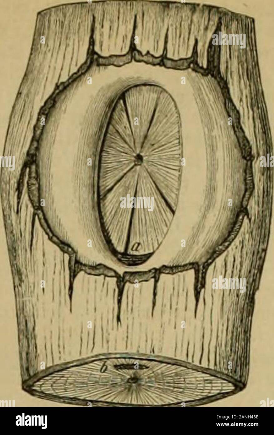 Humboldt; Monatsschrift für die gesamten Naturwissenschaften . roare, loenn aiirf) biefcS Sfjema in berfelSen fic^tenbenJinapp!)eit, indcfje gerabe bo^ uorlicgcnbe SSert au^jeic^net,in ber gleieften Mlarljeit unb jugleid) Srife^e unb 3d)ijn;f)ett be^ Shiobrutfo mit ber Dorliegenben Slrbcit ju eincin®uffe jufammengcfiigt tootben roarc. ^umbottit 1883.. £&gt;arb UberniaUte Siilienofllbunbe, Sic 9(bbilbiingen auf ben Xafeln foroofjt, als aui) imlejtc finb, loic bie fietgegebenen Jiguren jeigen, ebenfoinftniftiu geiuiiljit, al3 trefflid; ausgefiitirt. Jranffurt a. W. Dr. (Jlieijler. Atnanb v. Sx^m Stock Photo