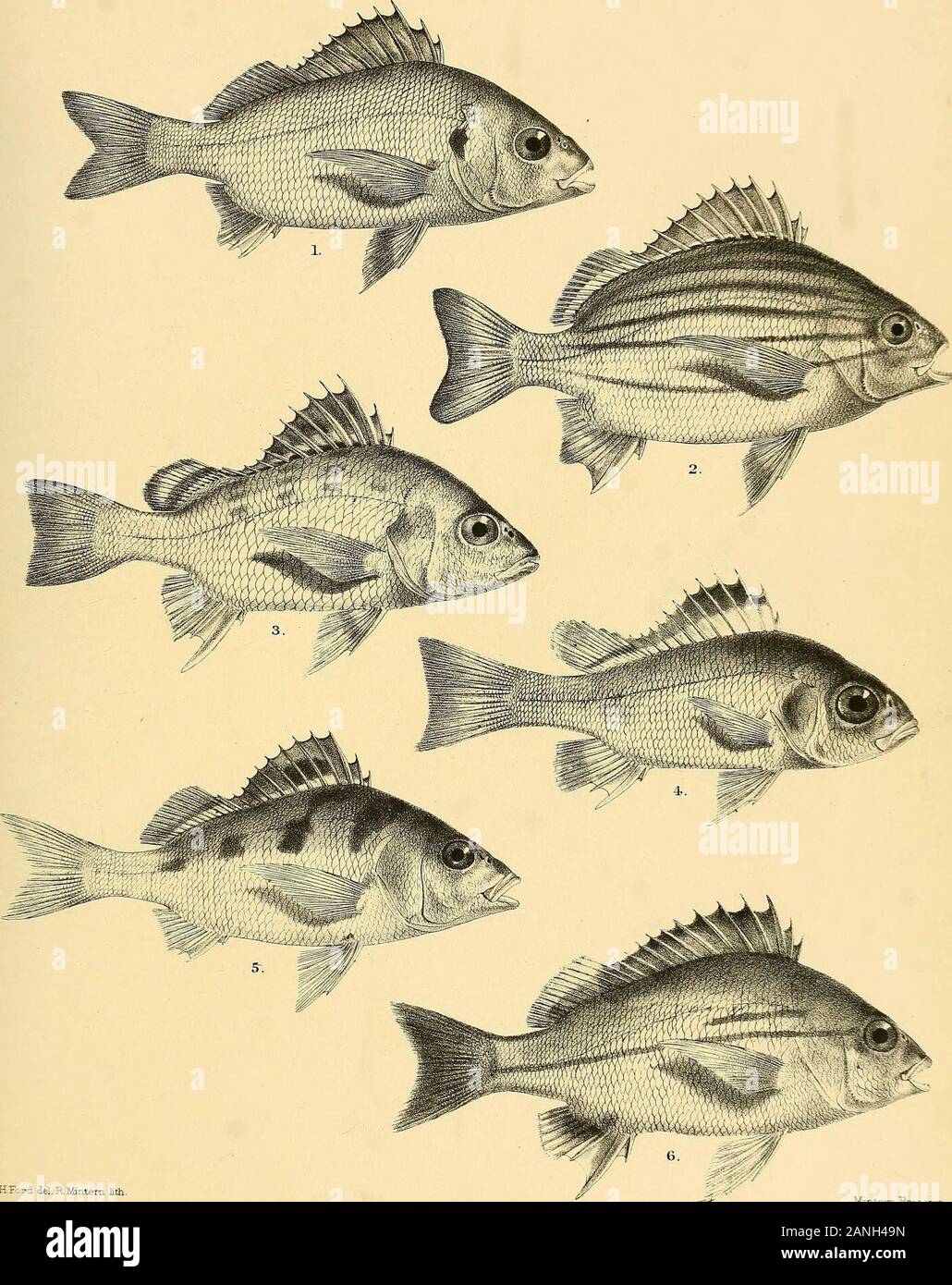The fishes of India; being a natural history of the fishes known to inhabit the seas and fresh waters of India, Burma, and Ceylon . ifintem Bros.imp. 1, DULES MARGINATUS. 2. D. ARGENTEUS. 3. THE RAP ON PUTA. 4.T. JARBUA. 5 T QUADRILTNEATuS(/6.T. THERAPS. 7. DATNIA ARGENTEA. 8.PRISTIP0MA NAGEB. Days Fishes of India. Rate XX. GHFord del.TtMmtem lith. Mmtem Bros .imp. 1, PRISTIPOMA 0L1VACEUM. 2. P. FURCATUM. 3.P. HASTA. 4 P HASTA f YOUNG -=-) 5. P. MACULATUM. 6. P. DUSSUMIERI. Days Fishes of India. • .-XX. Stock Photo