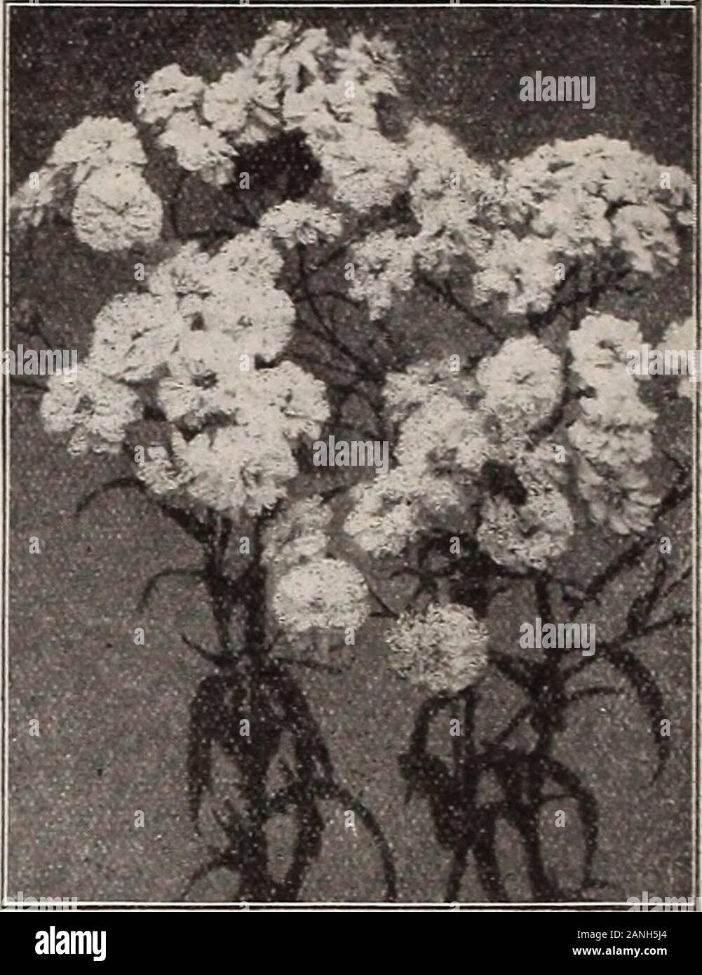 Dreer's 72nd annual edition garden book : 1910 . y Perennials; also a number of varieties which are not new, but which arequite rare and seldom offered. Our General List of Hardy Perennials is themost complete in this country, and is given on pages 179 to 216. ACHILI.EA PXAR&gt;IICA FL. PL. BOULE DE IVEIGE (Bail of Snow). Achillea The Pearl has long been one of our most popular white-floweringhardy perennials; in this new variety we have its counterpart in every way, ex-cept that the flowers are fully one-half larger. (See cut.) 25 cts. each; $2.50per doz. ACOXITLM %II^O]M. This new .conite, Stock Photo