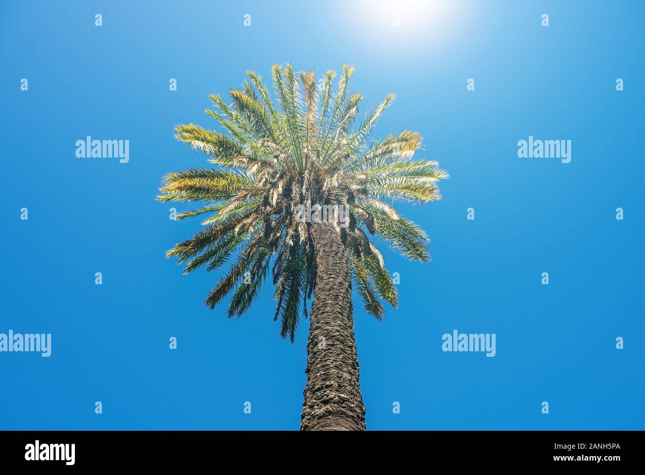 Tall palm tree against bright sun and blue sky Stock Photo