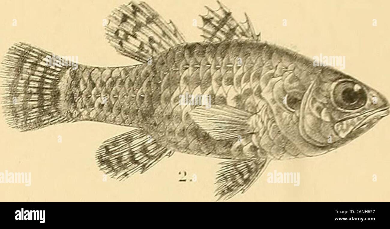 The fishes of India; being a natural history of the fishes known to ...