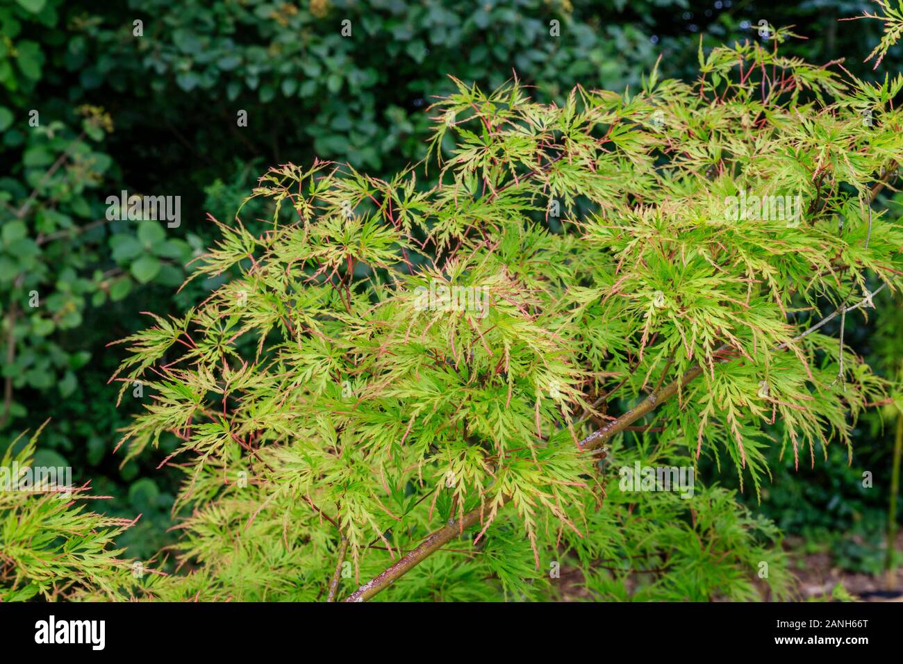 Japanese maple 'Dissectum, Acer palmatum 'Dissectum', France, Loiret, Orleans, Orleans-la-Source, the parc floral de la Source // Erable du Japon 'Dis Stock Photo