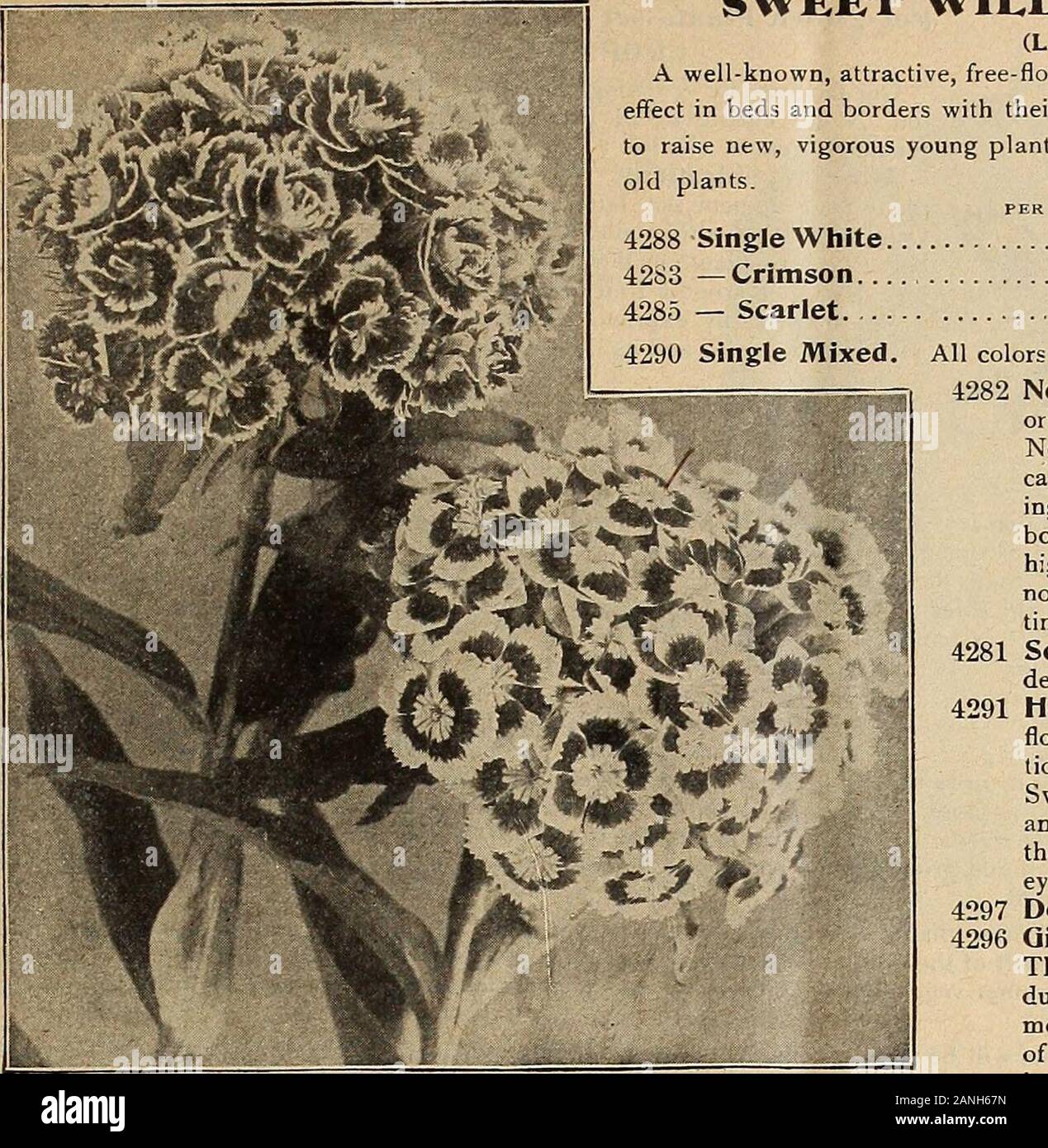 Dreer's mid-summer list 1918 . oz., 30 cts 10 4052 Cyanea alba. A pure  white flowering form, identical to the pop-ular blue variety in every way  except color. J^ oz., 40 cts