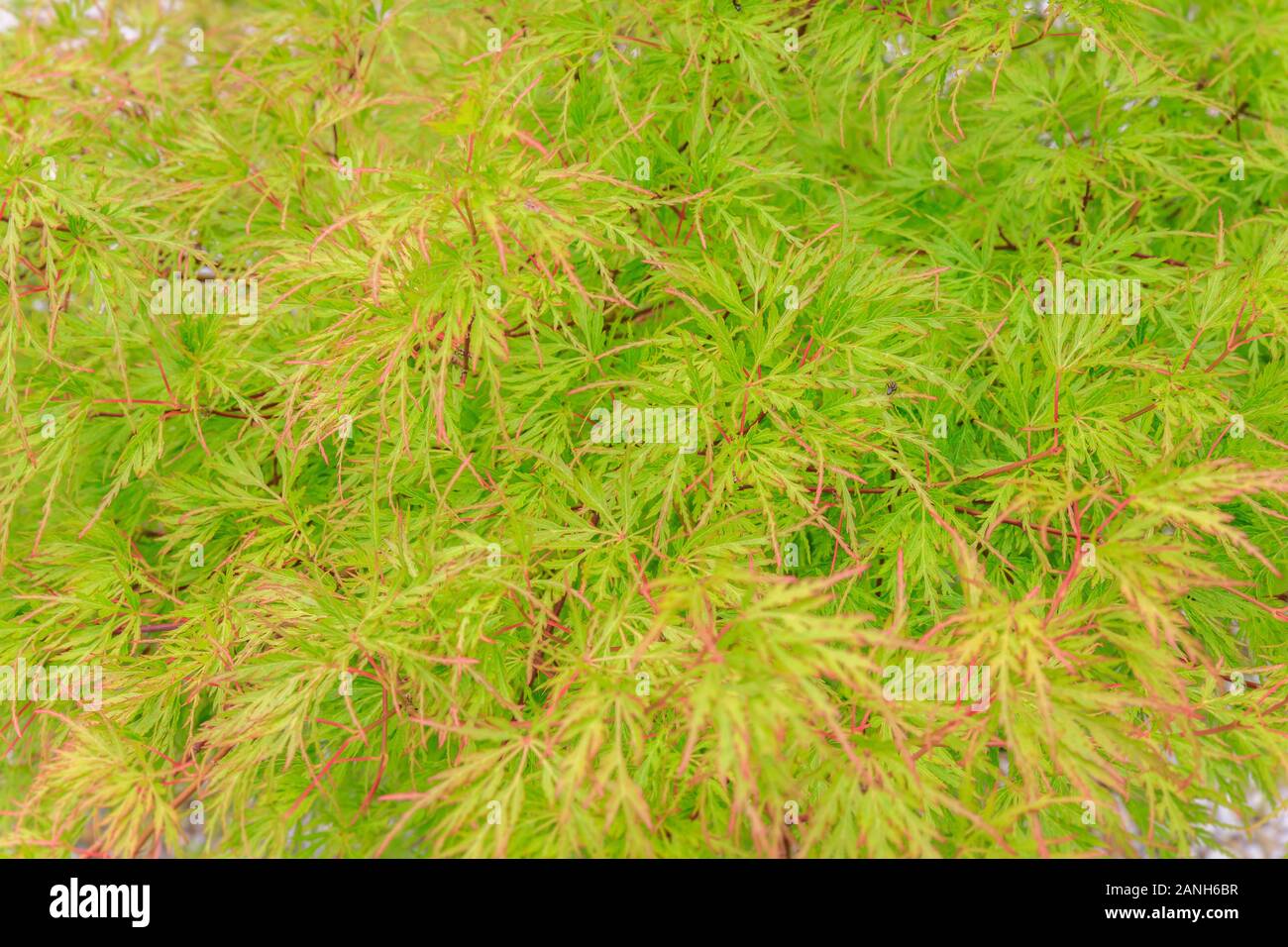 Japanese maple 'Dissectum, Acer palmatum 'Dissectum', France, Loiret, Orleans, Orleans-la-Source, the parc floral de la Source // Erable du Japon 'Dis Stock Photo