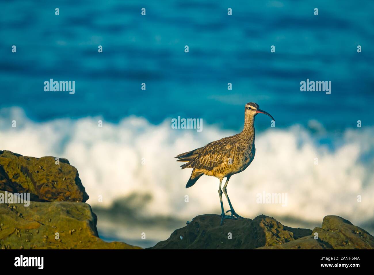 Curved beak shore bird hi res stock photography and images Alamy Curved beak shore bird hi res stock photography and images Alamy