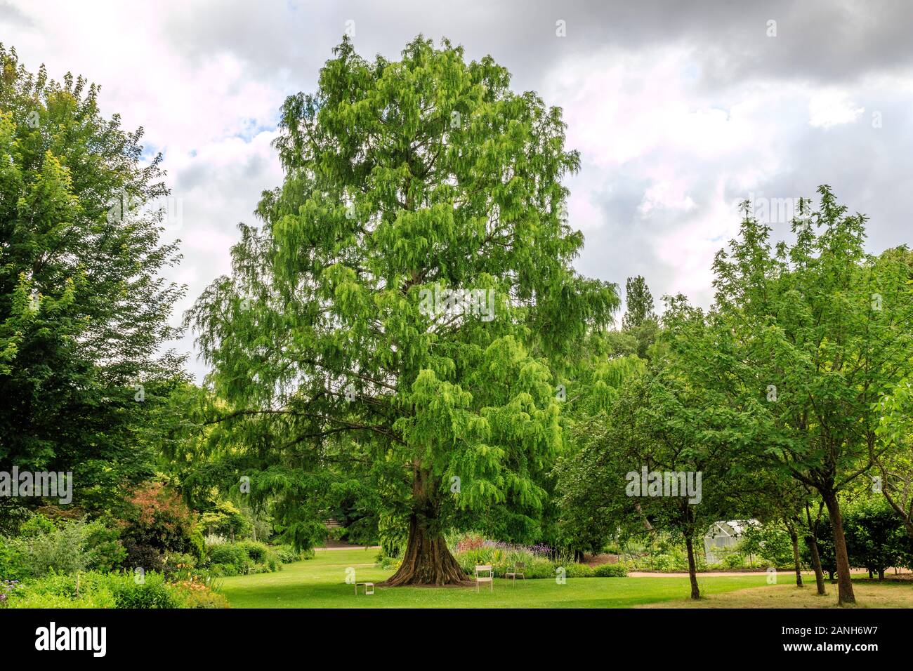 Metasequoia glyptostroboides, dawn redwood, France, Loiret, Orleans, Orleans-la-Source, the parc floral de la Source // Metasequoia glyptostroboides, Stock Photo