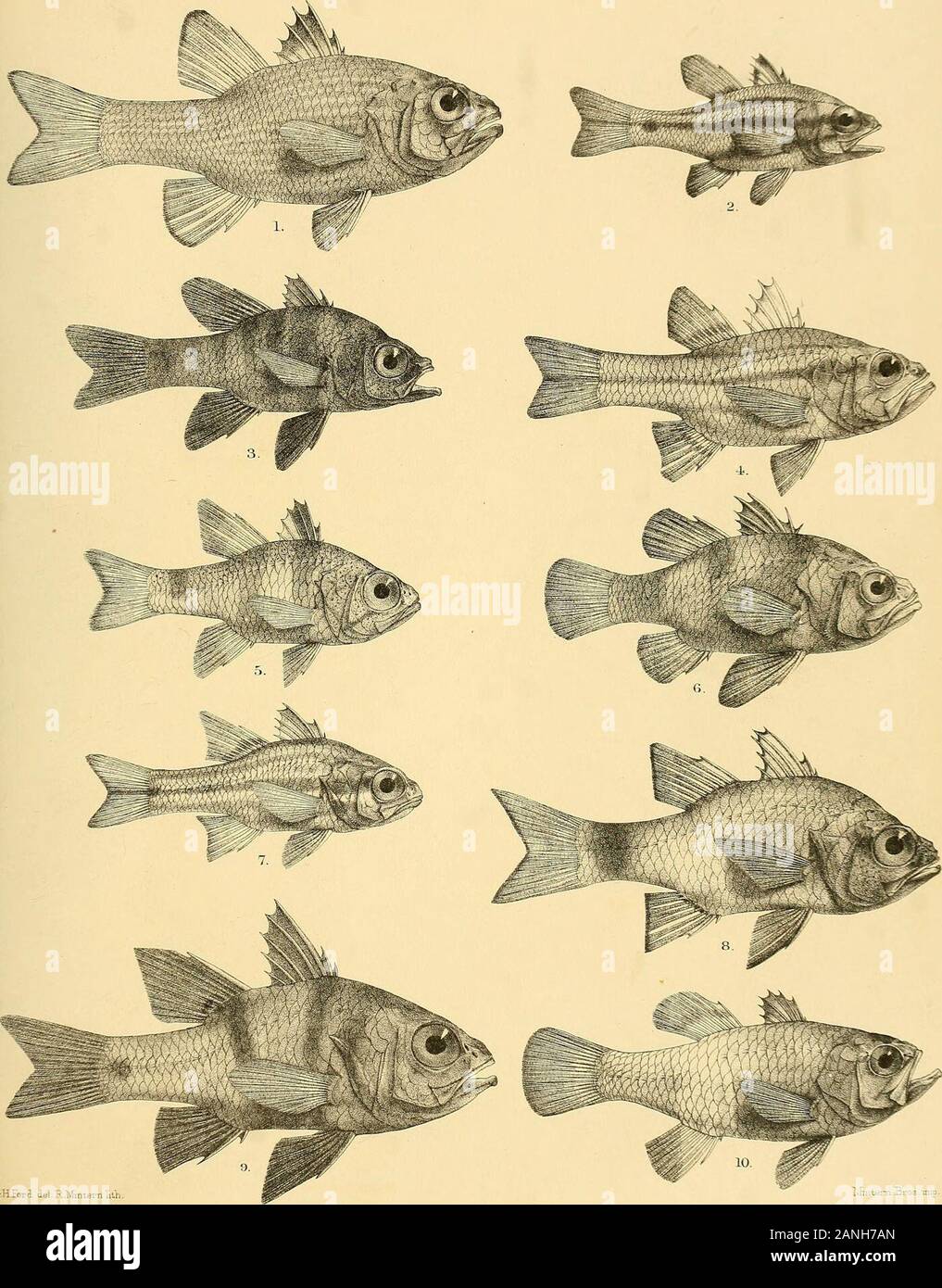 The fishes of India; being a natural history of the fishes known to inhabit the seas and fresh waters of India, Burma, and Ceylon . G.HFord del JRKmgHth Mmtera Bros. imp 1, AMBASSIS BACULIS. 2, A. THOMAS SI. 3,A. COMMERSONII. 4. A.N ALU A. fa, A.INTERRUPTA.6, A.GYMNOCEPHALUS. 7, A. DAYI. 8, A. UROT^ENIA. i Days Fishes of India.. GiHFoni del R.Mmtem nth ]..-.. - .?:-:-. 3ros imp- l.APOGON MULTTOENIATUS. 2.AKALAS0MA. 3. A.NIGRICANS. 4. A. FRENATUS. 5. A. SAVAYENSIS.C. A.NIGR1P1NNIS. 7. A. ENDEKATvENIA. 8.A. AUxtEUS. 9. A. BIFASCIATUS. 10. A. GLAGA. Days Fishes of India. Plate Stock Photo