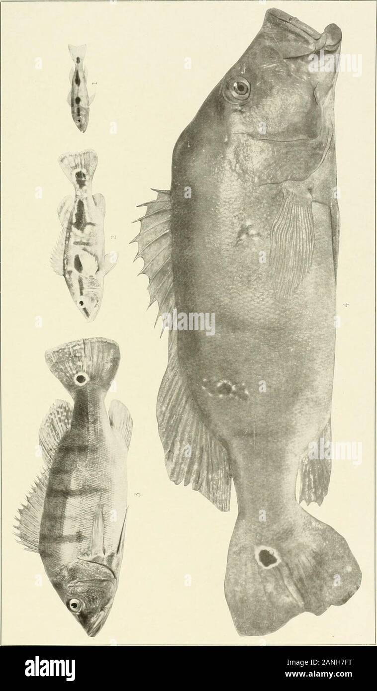 The freshwater fishes of British Guiana, including a study of the ecological grouping of species and the relation of the fauna of the plateau to that of the lowlands . :v 1. Heterogramma ortmanni Eigenmann. (Type.) t&gt;4 mm. No. 230(5. 2. Heterogramma sleindachneriRegan. 67 mm. No. 2318. 3. Crenicichla alta Eigenmann. (Type.; 17(1 nun. No. 2274. X E- &gt; o &gt; w CO ow2. &lt; OO s o s W. £ •MCI IS ci £ x   CI H CI o pt( £ HO Memoirs Carnegie Museum, Vol, V. Plate LXX. Stock Photo