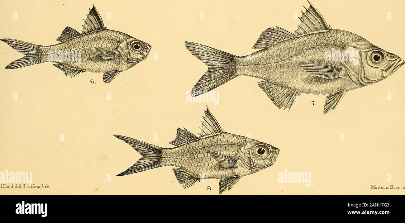 The fishes of India; being a natural history of the fishes known to inhabit the seas and fresh waters of India, Burma, and Ceylon . G.HFord del JRKmgHth Mmtera Bros. imp 1, AMBASSIS BACULIS. 2, A. THOMAS SI. 3,A. COMMERSONII. 4. A.N ALU A. fa, A.INTERRUPTA.6, A.GYMNOCEPHALUS. 7, A. DAYI. 8, A. UROT^ENIA. i Days Fishes of India. Stock Photo