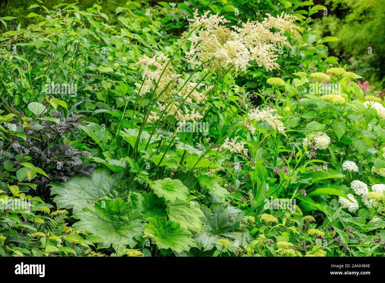 Astilboides tabularis = Rodgersia tabularis, France, Loiret, Orleans, Orleans-la-Source, the parc floral de la Source // Astilboides tabularis = Rodge Stock Photo