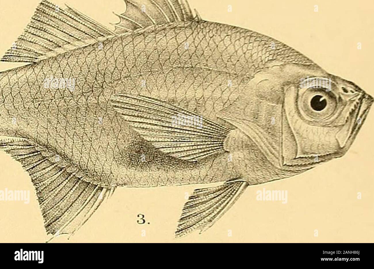 The fishes of India; being a natural history of the fishes known to inhabit the seas and fresh waters of India, Burma, and Ceylon . Stock Photo