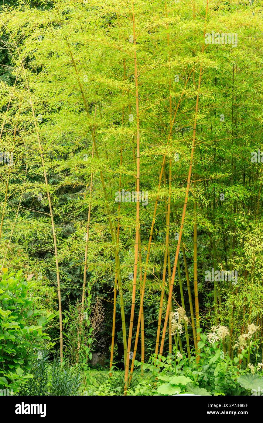 Phyllostachys aureosulcata, the yellow groove bamboo, France, Loiret, Orleans, Orleans-la-Source, the parc floral de la Source // Bambous dorés, Phyll Stock Photo