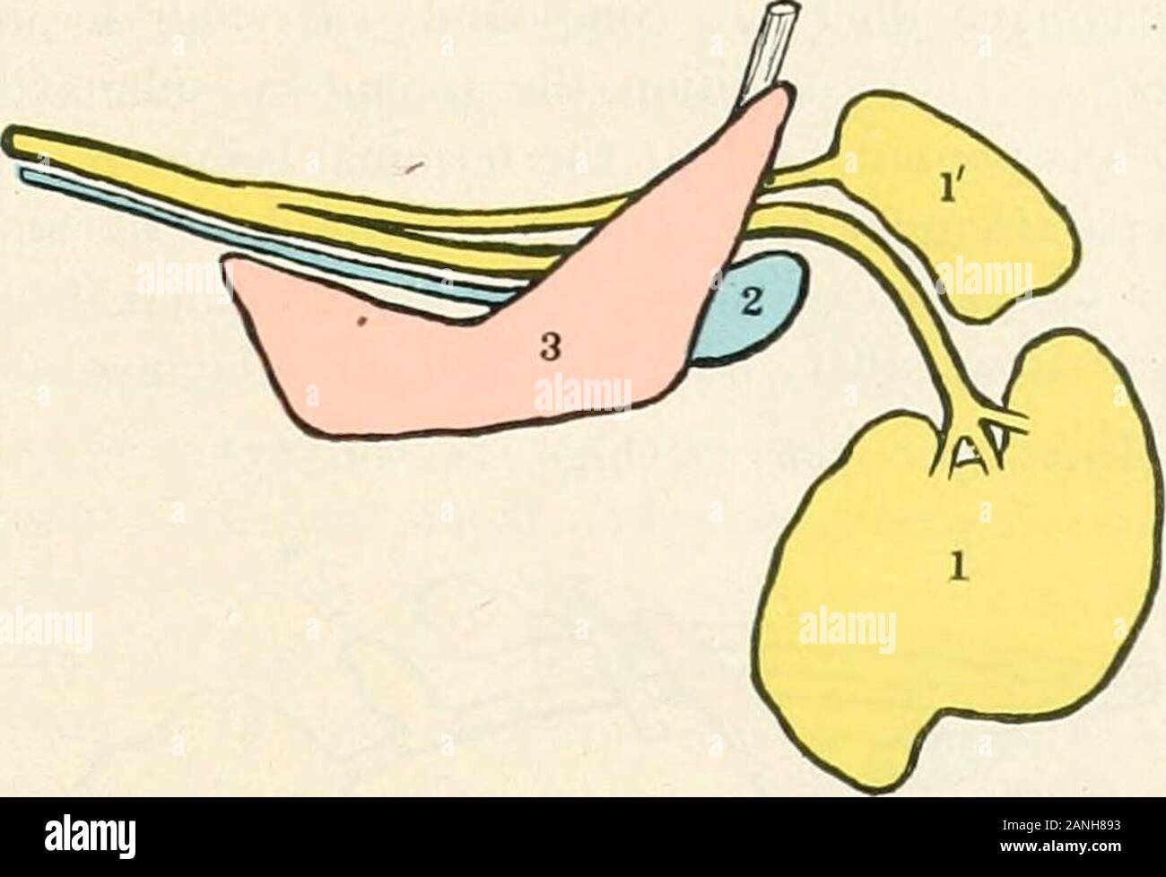 Contributions to the anatomy and development of the salivary glands in