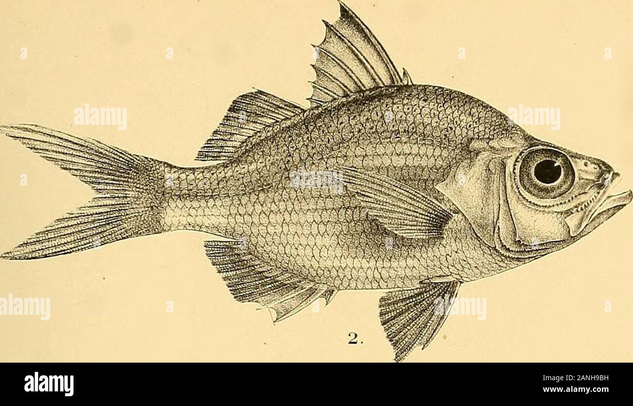 The fishes of India; being a natural history of the fishes known to inhabit the seas and fresh waters of India, Burma, and Ceylon . r-1 del KMmtern Kth. LLUTIANUS QUINQUELINEARIS. 2, L.VITTA. 3. L.MADRAS. 4, L.DECUSSATUS 5.AMBASSIS NAMA. 6, A. RANGA. ifintsni 3r:; sm Days Fishes of India. Plate XV.. Stock Photo