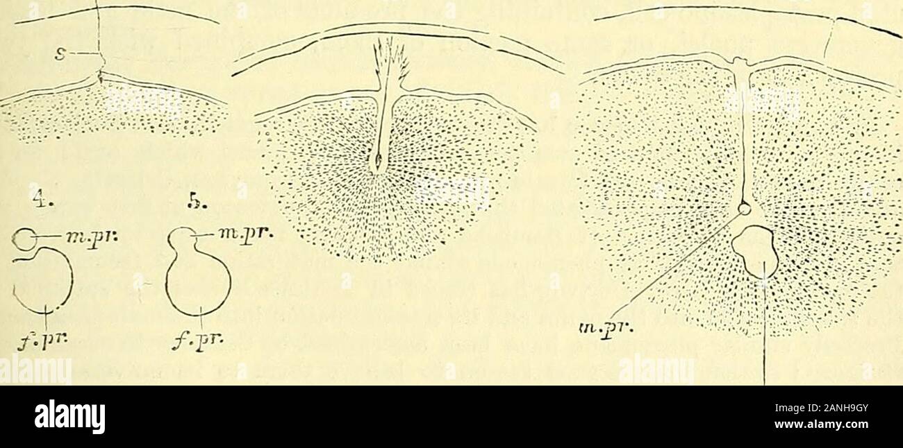 Quain's elements of anatomy . given at p. G98 of this volume. Introdtiction of the Spermatozoa into the Ovum.—The factof the actual entrance of spermatozoa within the zona or covering ofthe mammiferous ovum was first observed by Martin Barry in 1843,and although his statement was received with considerable hesitationby his contemporaries, it has since been repeatedly confirmed by theminute and careful investigation of many observers. In certain animals the spermatozoa have been seen to enter the cavityof the oxmn. by an obvious micropyle aperture, as first observed byRansom in fishes (No. 72), Stock Photo