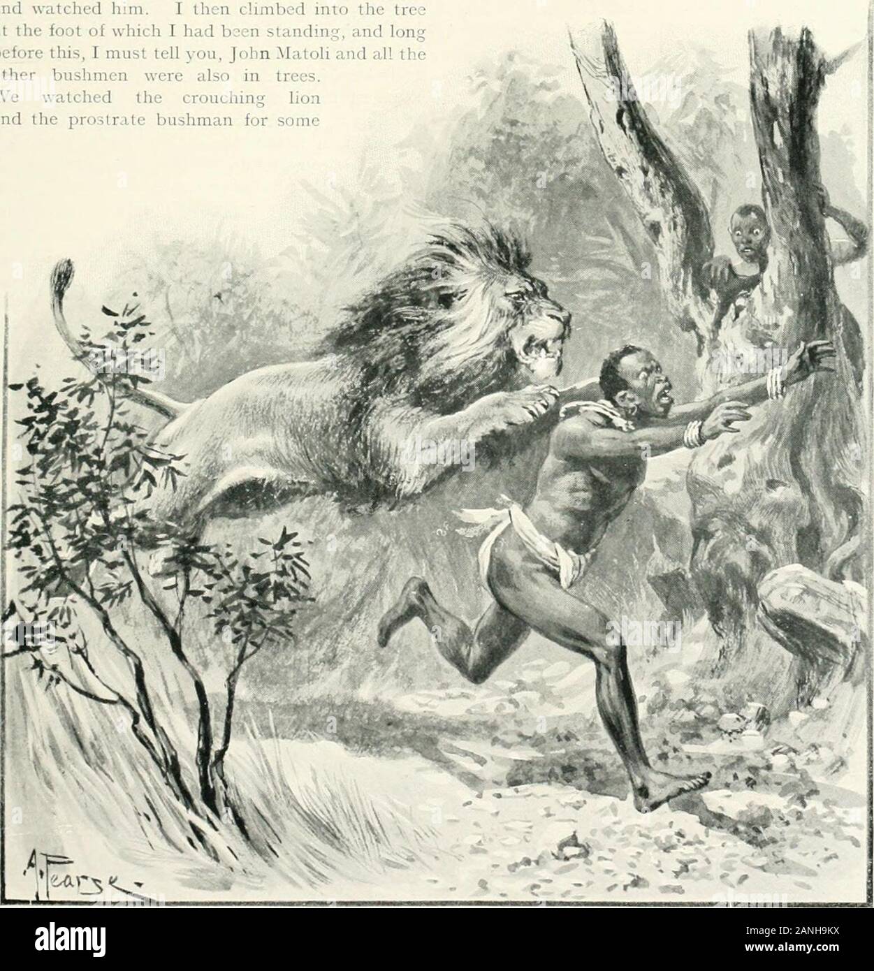 The sports of the world, with illustrations from drawings and photographs . lay di wnand watched him. I then climbed into the treeat the foot of winch I had b n standing, and long tins, 1 mu-,: tell you, John Matoli and all the bushmen were also in tiWe watched the crouching Lionand the prostrate bushman for some hours. The latter never moved, but I noticedthat the lion gradually changed his position, untilpresently he was lying flat on his side. I think hewas really dead then, but did not feel quite sure.However, towards evening John .Matoli, aftercalling to me, got down from his tree, and we Stock Photo