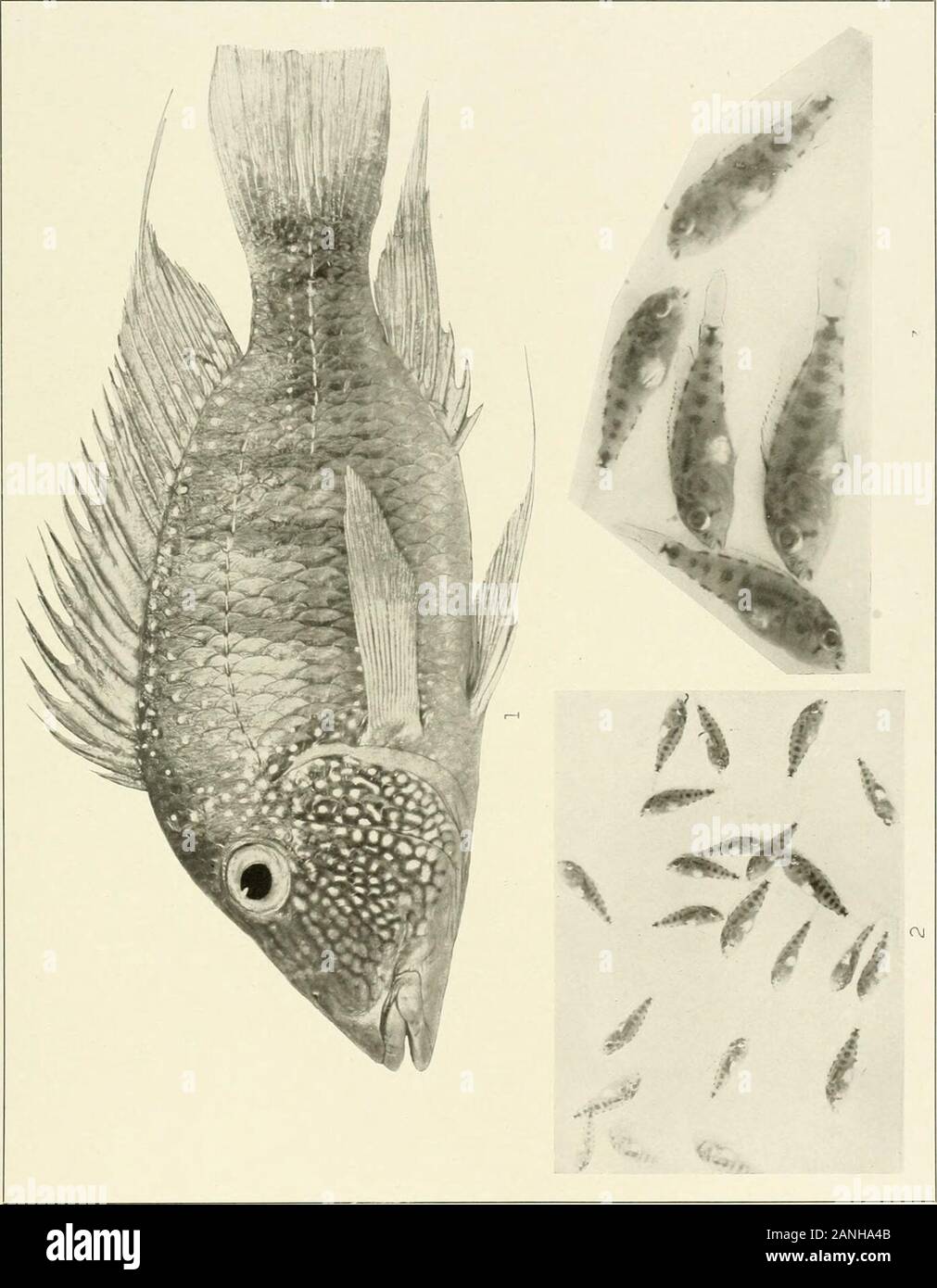The freshwater fishes of British Guiana, including a study of the ecological grouping of species and the relation of the fauna of the plateau to that of the lowlands . 1. NannacharabimaculataEigenmanN. (Type.) 57mm. No.2304. 2. JEquidenspotaroensisEigenmann.(Type.) 140 mm. No. 2407. 3. Geophagus surinamensis (Bloch). L75 mm, No. 2324.. X -+ IN p J a Memoirs Carnegie Museum, Vol. V. Plate LXV11 Stock Photo