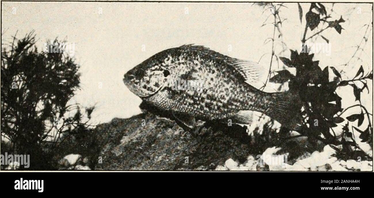 Cycloid fish scales hires stock photography and images Alamy