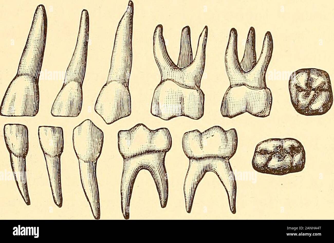 Principles and practice of operative dentistry . Mesiolingual cusp