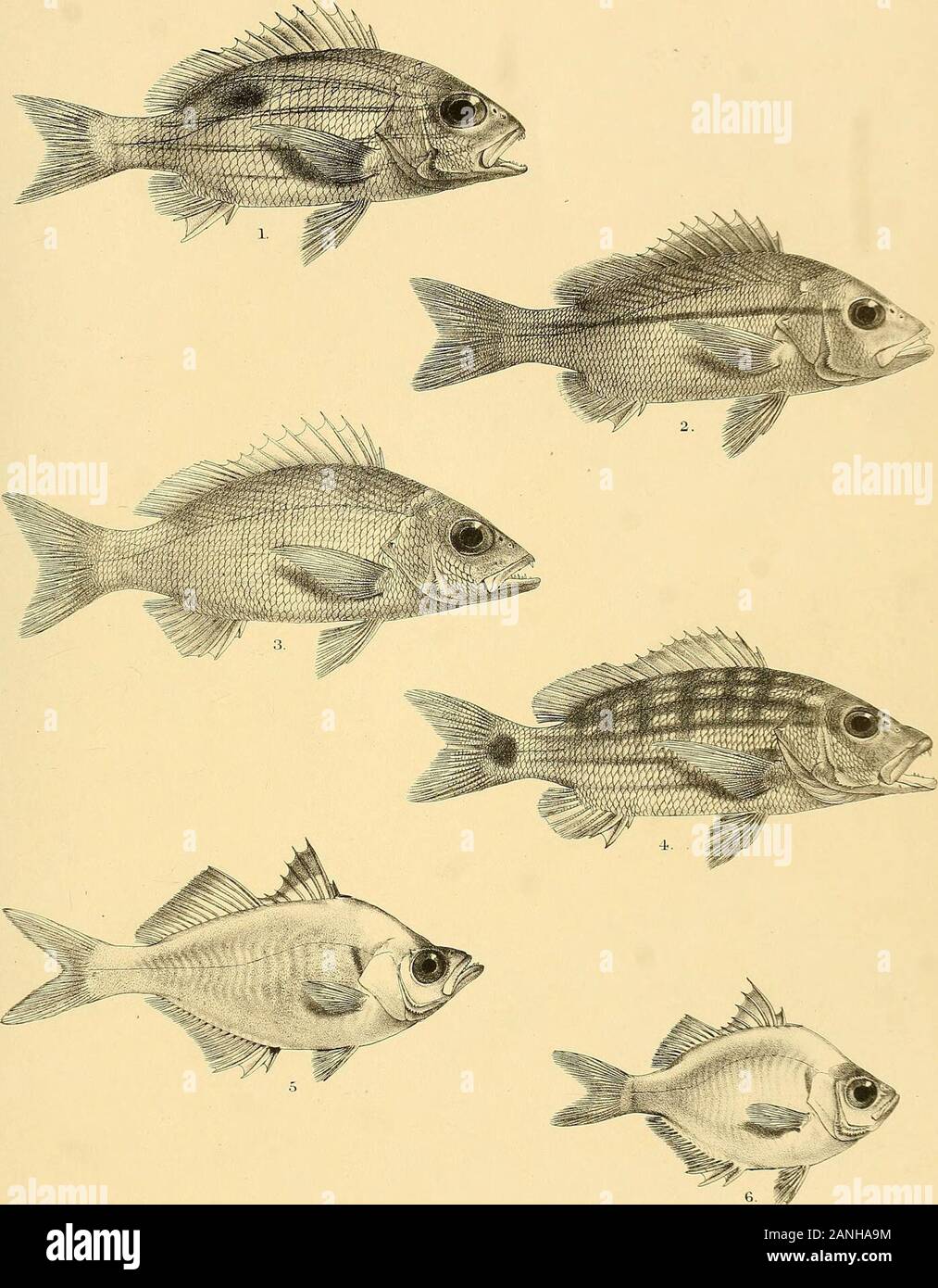 The fishes of India; being a natural history of the fishes known to inhabit the seas and fresh waters of India, Burma, and Ceylon . GHFcrd del. J P.Kng Mi Mmifim Bros /imp. l.LUTIANUS JOHNII. 2.L. GIBBUS (ADULT.) 3. L. GIBBUS (YOUNG.) 4, L. BOHAR. 5. L..MARG1NATUS. 6.L.YAP1LLI. Days Fishes of India. ?^- XT,. r-1 del KMmtern Kth. LLUTIANUS QUINQUELINEARIS. 2, L.VITTA. 3. L.MADRAS. 4, L.DECUSSATUS 5.AMBASSIS NAMA. 6, A. RANGA. ifintsni 3r:; sm Days Fishes of India. Plate XV. Stock Photo