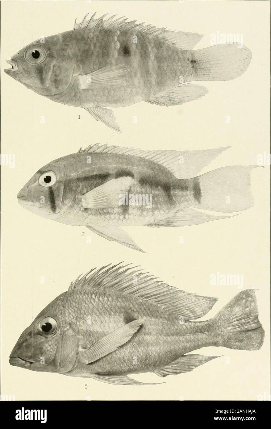 The freshwater fishes of British Guiana, including a study of the ecological grouping of species and the relation of the fauna of the plateau to that of the lowlands . 1. Acanthophacelus reticulatus (Peters), tf. 20 nun. No. 1429a. 2. Do., ?. M2 mm. No. 14296.3. Do. 39 mm. No. 1429c. 4. Acanthophacelus bifurcus Eigenmann, cf- (Cotype.) 22 mm. No. 1090a.5. Do. (Cotype), &lt;?? 21mm. No. 10906. 6. Do. (Cotype), 9 • 20 mm. No. 1089. 7. Tomeurus gracilisEigenmann, d. (Type.) 31 mm. No. 1093. 8. Do. (Cotype), y. 28 mm. No. 1094. 9. Nannacharaanomala Regan. 23 mm. No. 2303. Memoirs Carnegie Museum, Stock Photo