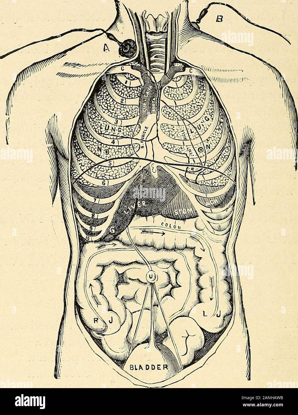 The electro-therapeutic guide, or, A thousand questions asked and answered . ive galvanism? POSITIVEIs acidHardensDenutritivePromotes a clotIviberates oxygenProduces anaemiaSlows circulationAllays excitabilityDecreases local heatRetards hemorrhageRepels soluble saltsDessens inflammationDecreases vascularityHas a drying influenceI^essens nerve irritabilityIs a vaso-motor contractorUsed in acute conditionsIs coagulating to albumenIntensifies scars and strictures in canalsDecomposes all metals (except gold, platinum and aluminum) NEGATIVEIs alkalineSoftensNutritive Dissolves and absorbs a clotIvi Stock Photo