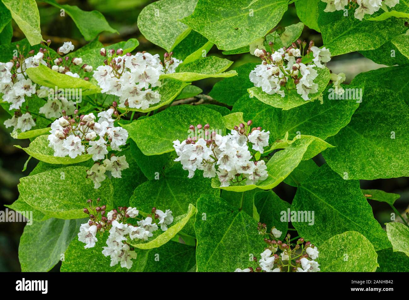 Catalpa bignonioides 'Pulverulenta', France, Loiret, Orleans, Orleans-la-Source, the parc floral de la Source // Catalpa bignonioides 'Pulverulenta', Stock Photo