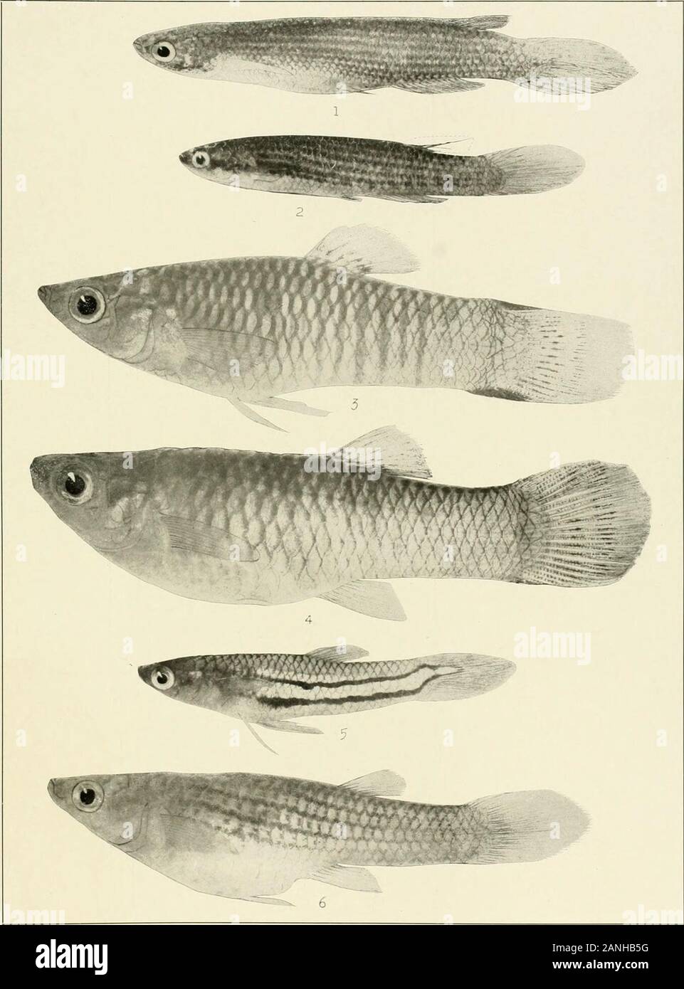 The freshwater fishes of British Guiana, including a study of the ecological grouping of species and the relation of the fauna of the plateau to that of the lowlands . 1. Rivulusbreviceps Eigenmann. (Type.) 50mm. No. 1075. 2. Rivulusholmia Eigenmann, &lt;?? (Co-type.) 63 mm. No. 1077. 3. Rivulus holmice Eigenmann, . Type.) 77 mm. No. L076. 4. Rivuluswaimacui Eigenmann, &lt;?. (Cotype.) 88 mm. No. 1079. 5. Rivulus waimacui Eigenmann, ?. (Type.)79 mm. No. 1078. 6. Rivuhis stagnatus Eigenmann, o1. (Cotype.) 42 mm. No. 1083. 7. Rivulus stag-natus Eigenmann, v. (Type.) 44 mm. No. L082. Memoirs Carn Stock Photo