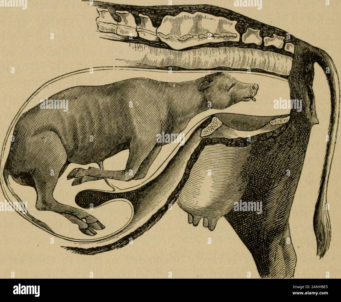 Veterinary obstetrics, including the diseases of breeding animals and of the new-born . anteriorlimbs are completely retained, and assume the position shown inFig. 132. Under these conditions one or both carpal articula-tions project down deeply into the uterine cavity in front of thepubis of the mother, with the radius fully extended upon thehumerus, so that those two bones constitute one elongated, rigidcolumn. In this position of the fetus there can be no yieldingin a posterior direction from the scalpulo-humeral articulation tothe carpus. As a consequence of this deviation, the shoulders o Stock Photo