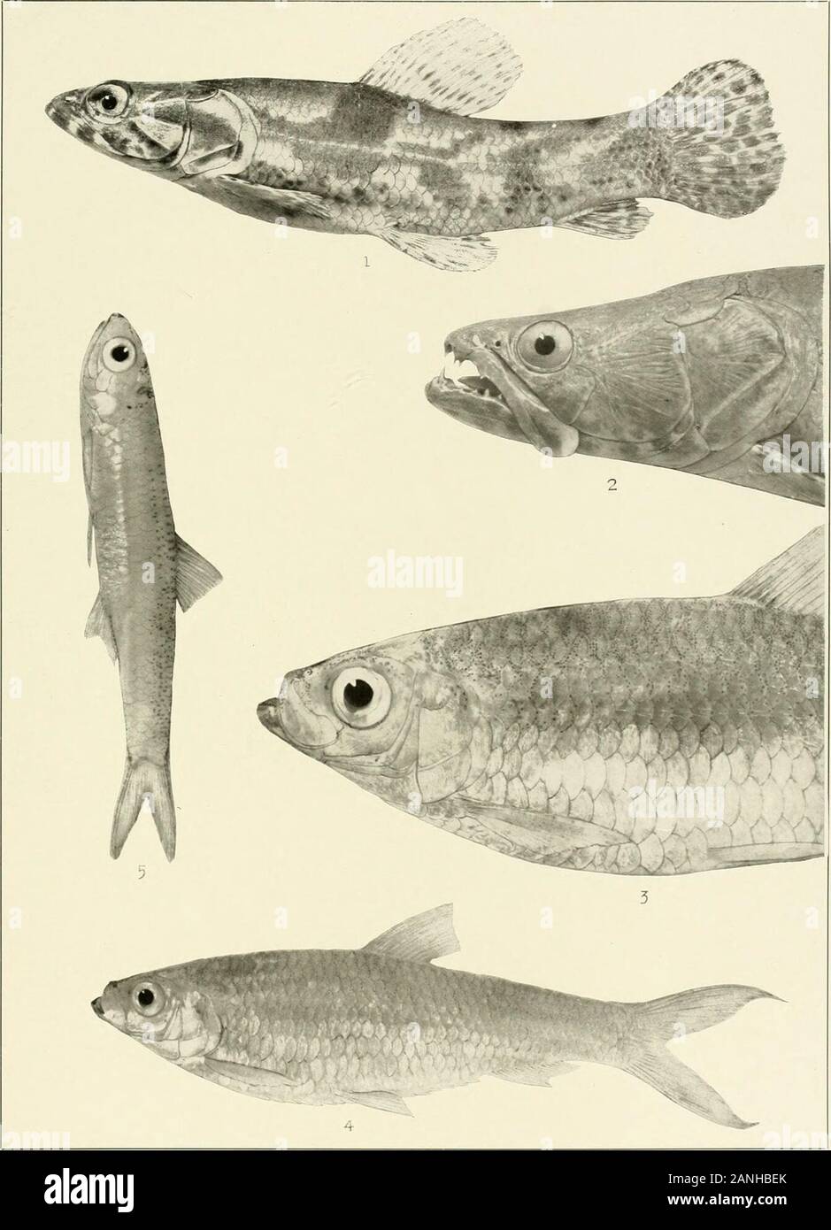 The freshwater fishes of British Guiana, including a study of the ecological grouping of species and the relation of the fauna of the plateau to that of the lowlands . 1. AcanthocharaxmicrolepisEigenmann. (Type.) 10.) mm. No. 2138. 2. HeterocharaxmaerolepisTOiiGEN-manx. (Type.) 46 mm. No. 2142. 3. Acestrorhynchns falcatu&(Bi.och). 170 mm. No. 1960. 4. Acestro-rhynchus nasutus Eigenmann. (Type.) 79 mm, No. 1959, Memoirs Carnegie Museum, Vol. V. Plate LXII. l. Hoplias macrophthalmus (Pellegrin). L91 mm. No. 2174. 2. Hoplias malabaricus (Bloch). 195 nun.I. U.No. 10,252. 3. Rhinosardinia serrata E Stock Photo