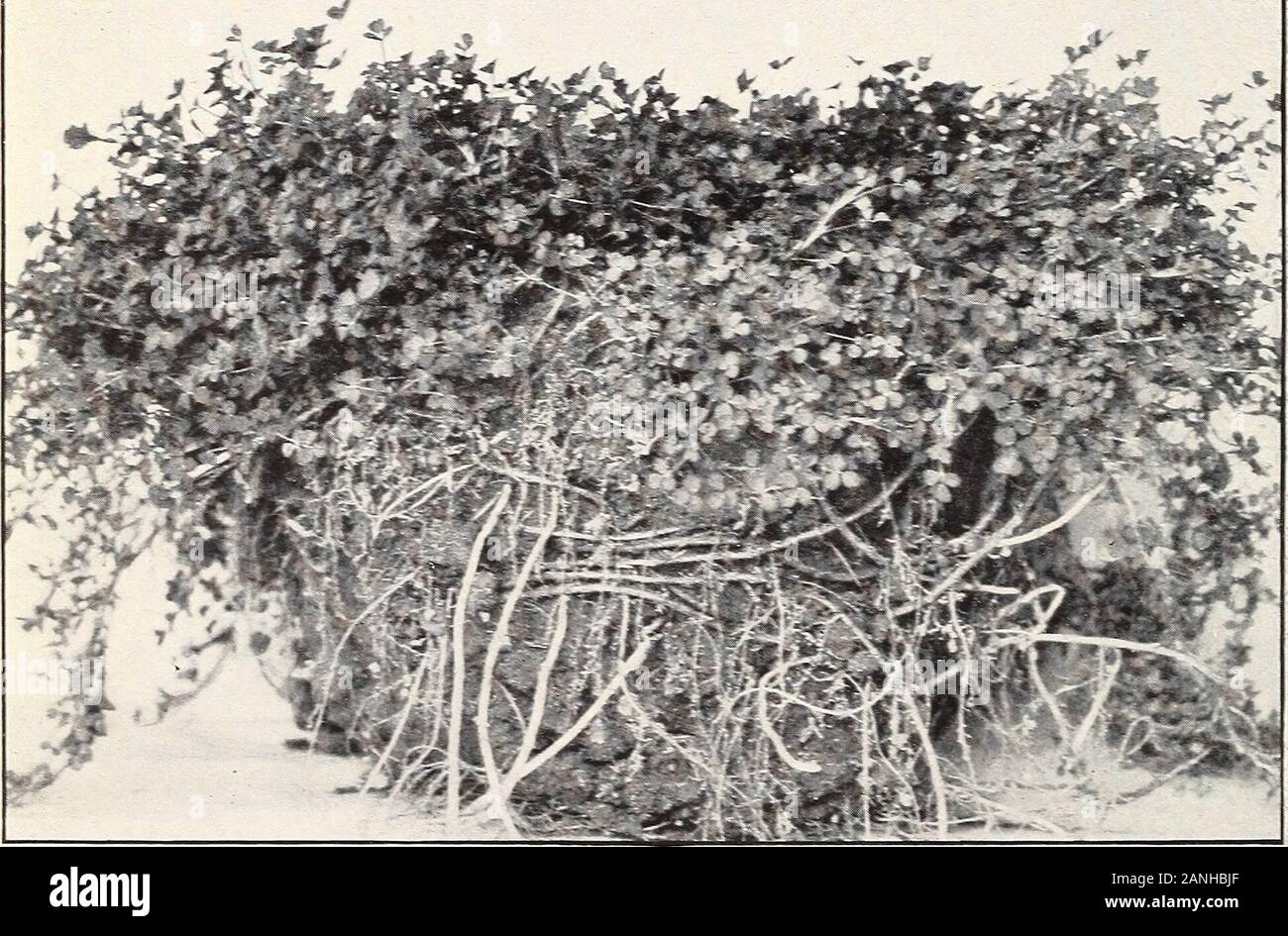 Some new alfalfa varieties for pastures . Fig 1.—A Plant of Cross No. 336, Showing Recovery After a Severe Cutting Test. fS&mr*ixJSL**. Fig. 2.—A Plant of Medicago falcata S. P. I. No. 26667 ?, the Seed-BearingParent of Cross No. 336. 258, Bureau of Plant Industry, U. S. Dept. of Agriculture. Plate V. Stock Photo