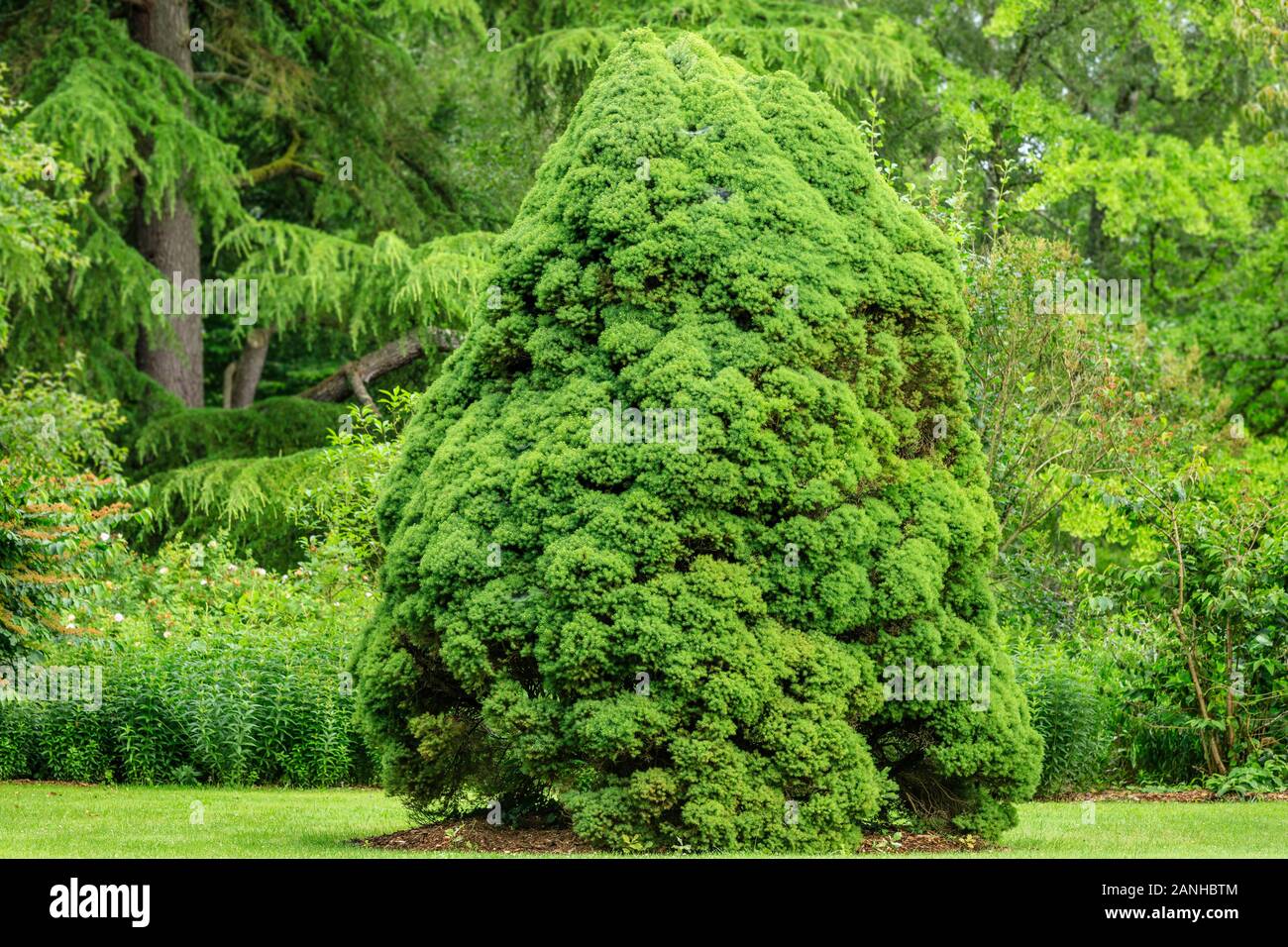 white spruce 'Conica', Picea glauca var. albertiana ‘Conica’, France, Loiret, Orleans, Orleans-la-Source, the parc floral de la Source // épinette bla Stock Photo