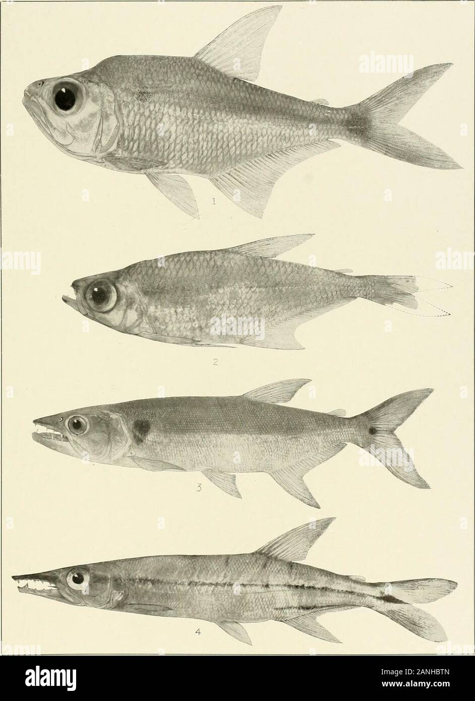 The freshwater fishes of British Guiana, including a study of the ecological grouping of species and the relation of the fauna of the plateau to that of the lowlands . 1. Exodon paradoxus Muller and Troschel. 75 mm. No. 214.5. 2. Rceboides thurni Eicenmann.(Type.) 104mm. No.2149. 3. Charaxgibbosus(Linn^us). 87mm. No.2130. 4. Asiphonichlhys hemi-grammus Eigenmann. (Type.) 27 mm. No. 2137. Iemoirs Carnegie Museum, Vol. V. Plate LXI.. 1. AcanthocharaxmicrolepisEigenmann. (Type.) 10.) mm. No. 2138. 2. HeterocharaxmaerolepisTOiiGEN-manx. (Type.) 46 mm. No. 2142. 3. Acestrorhynchns falcatu&(Bi.och). Stock Photo