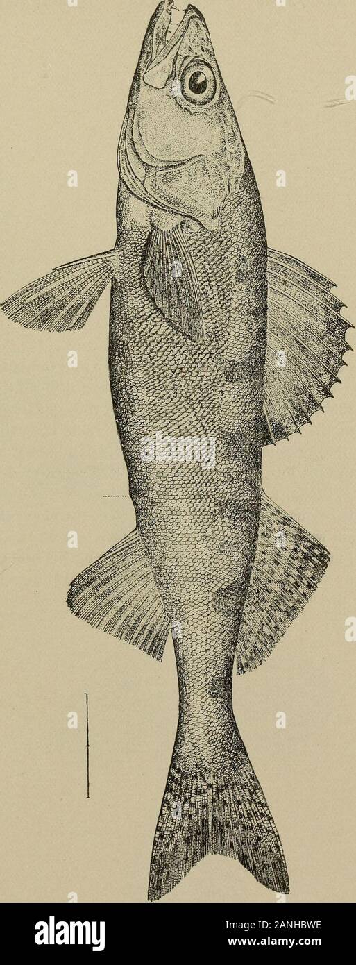 Wall Eyed Pike High Resolution Stock Photography And Images Alamy