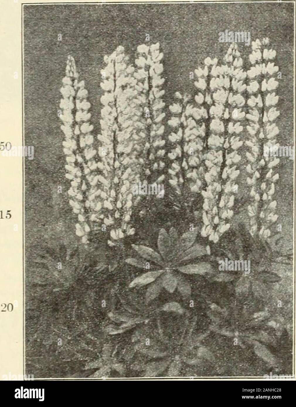Farquhar's 1910 garden annual . n. Impatiens Oliver!, No. 330. 375 PRIMULA Chinensis His Ma- Pktjesty. A lovely new primrosewith giant-fringed flowers of arich velvety crim.son. The plantis robust with dark red stems andvery free-flowering ... ... 1. 00 380 SALVIA Fireball. A dwarflarge-flowering salvia which com-mences blooming in July andcontinues through out the sea-.son. The plants are compactand literally covered with longspikes of .scarlet flowers. Height20 inches . 5 pkts.. 1.00; .25 .385 SAXIFRAGA deeipiens g-pand-iflOPa hybPida. A charmingplant for the perennial border orrock garden, Stock Photo