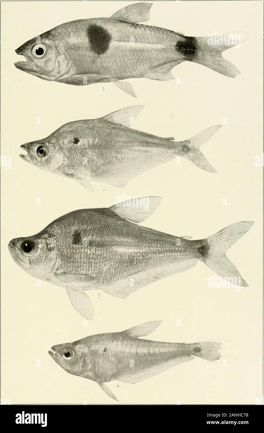 The freshwater fishes of British Guiana, including a study of the ecological grouping of species and the relation of the fauna of the plateau to that of the lowlands . Myleuspacu (Schomburgk). 1. Young, 22mm., No. 2220a.  . Young, 27 mm., No. 22206. 3. Young,55mm.,Xo. 2220c. 4. Young, 55 nun.. No. 2220d. 5. Tail of adult ?; entire length, 535 mm., No. 2492. 6. Adult9 , 515 mm., No. 2401. Memoirs Carnegie Museum, Vol. V. Plate LX.. 1. Exodon paradoxus Muller and Troschel. 75 mm. No. 214.5. 2. Rceboides thurni Eicenmann.(Type.) 104mm. No.2149. 3. Charaxgibbosus(Linn^us). 87mm. No.2130. 4. Asipho Stock Photo