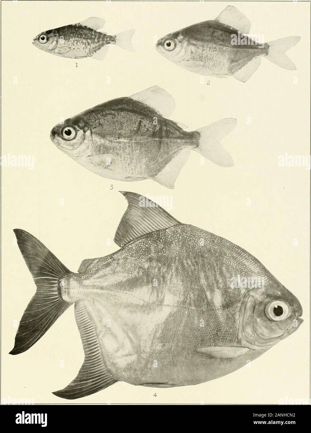 The freshwater fishes of British Guiana, including a study of the ecological grouping of species and the relation of the fauna of the plateau to that of the lowlands . 1. Metynnis maculatus (Kner) . 65 mm. No. 2216. 2. Myloplusrubripi.nnis (Muller andTroschel). 165 mm. No. 1129. 3. Myloplus asterias (Muller and Troschel), c?. Memoirs Carnegie Museum, Vol. V. Plate LVIII.. Myloplus rhomboidalis (Ctjvier). 1.22 mm. No. 2219a. 2.31.5 mm. No. 22196. 3.40 mm. No. 2219c.4. 219 mm. No. 1490. Memoirs Carnegie Museum, Vol. V. Plate LIX. Stock Photo