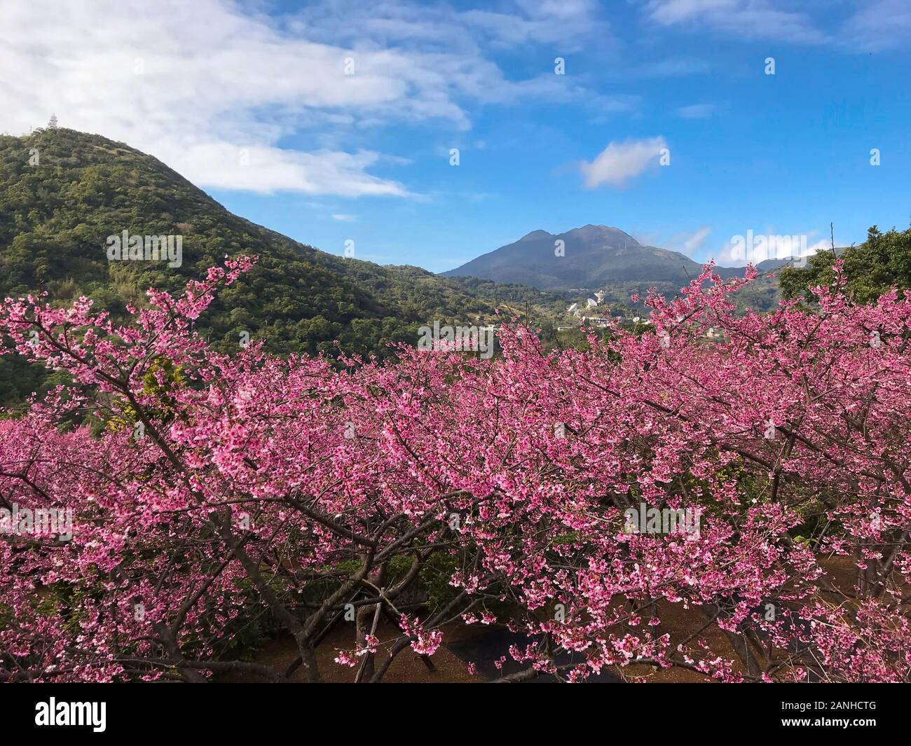 spring cherry blossom season at Yangmingshan National Park ,taipei
